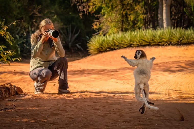 011 Berenty, verreauxsifaka.jpg